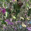 dante_yangpa Altpins Profile Picture