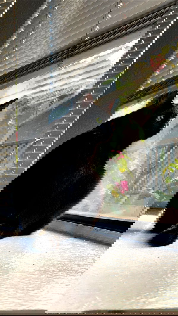 suikomuu suikomuu archive image