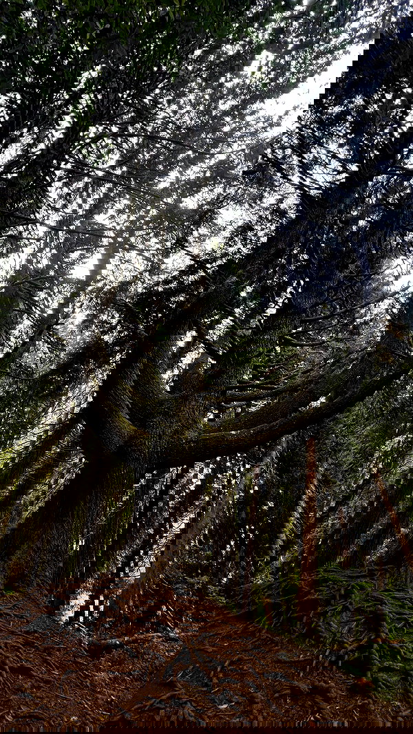 tamagotkri tamagotkri archive image