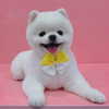 dear.zia Altpins Profile Picture