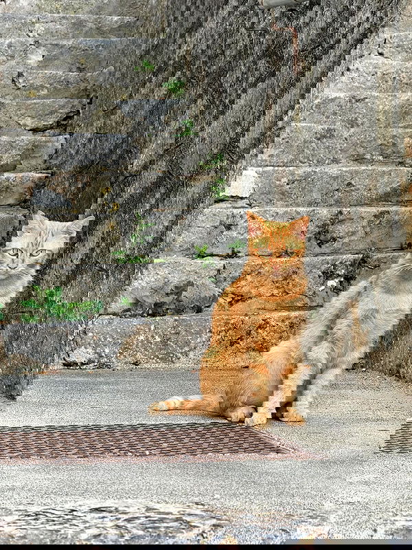 jasminxie2 image ~ Altpins