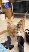 strawberryshans Altpins Profile Picture