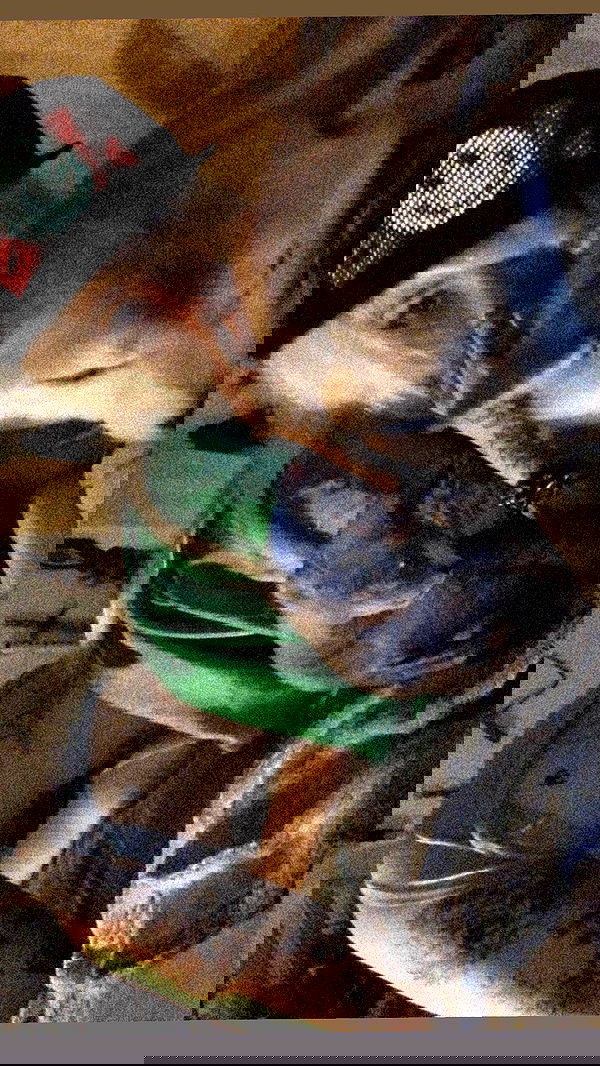 zommmbri image ~ Altpins