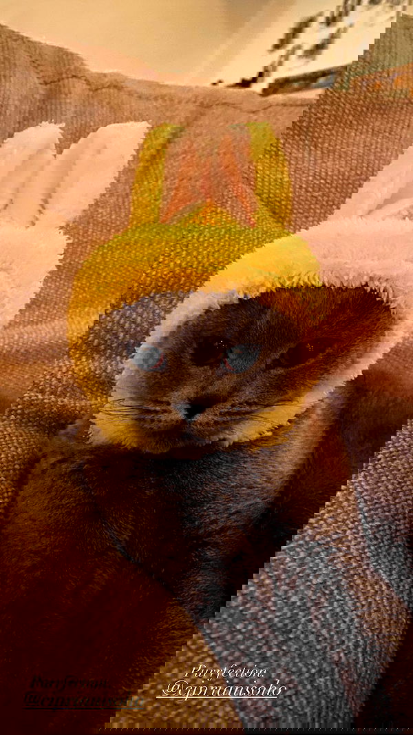 taylor.creeden taylor.creeden archive image