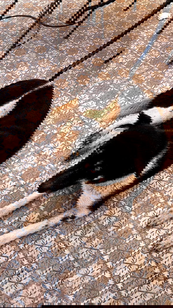 manjolamuriqi manjolamuriqi archive image