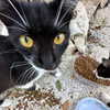 lollinski Altpins Profile Picture