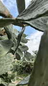 miikheeva_stasiiya Altpins Profile Picture