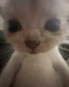 antijuls Altpins Profile Picture