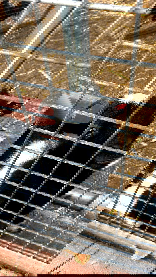 ormosheee ormosheee archive image