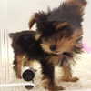 muze Altpins Profile Picture