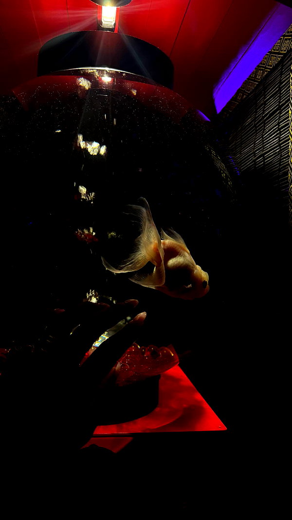 maya.keyy archive image