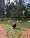 mishel_d_ Altpins Profile Picture