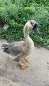 rott3nbambi Altpins Profile Picture