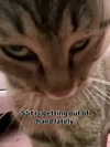 milkibunshehe Altpins Profile Picture