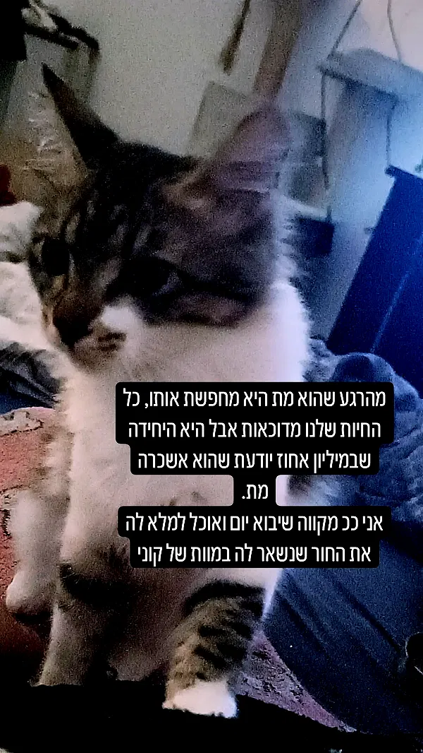 moonyyyya moonyyyya archive image