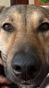 moonliliaght Altpins Profile Picture