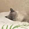 owlydiaa Altpins Profile Picture