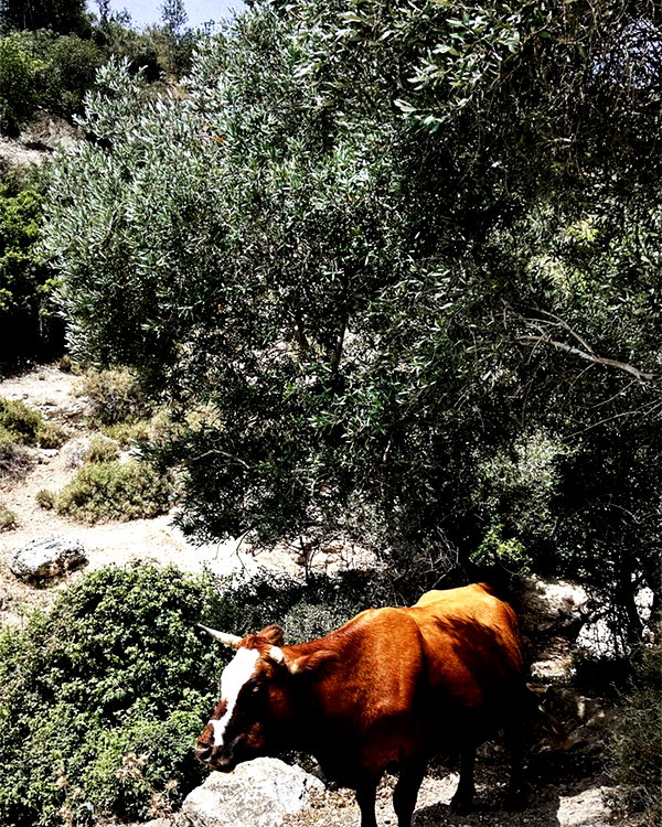 orman.mariee instagram image archive image