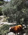 orman.mariee Altpins Profile Picture