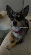 jahia_brown Altpins Profile Picture