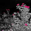 nixqq.425_ Altpins Profile Picture