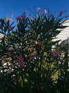 yasminhilde_ Altpins Profile Picture