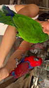 efrat_elmalich Altpins Profile Picture