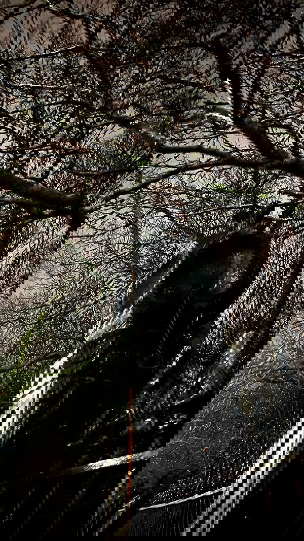 rose_xanne rose_xanne archive image