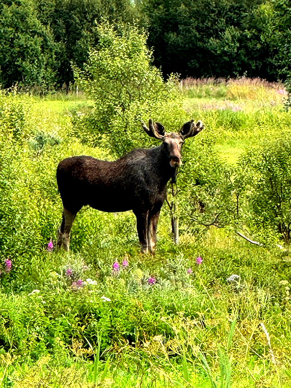 milkibunshehe instagram image archive image