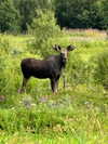 milkibunshehe Altpins Profile Picture