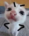 sashasucc Altpins Profile Picture