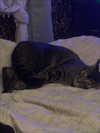 laylafleet1 Altpins Profile Picture