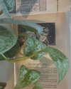 evasela__ Altpins Profile Picture