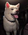 kriskaik Altpins Profile Picture