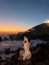 lyhythuedoxinh Altpins Profile Picture