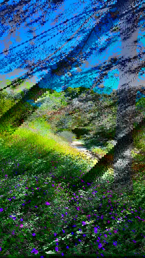 leonanaomii image ~ Altpins