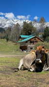 maori_cohen Altpins Profile Picture