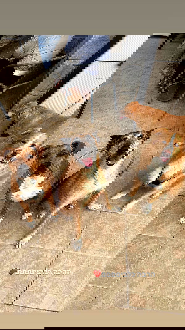 biton__adi biton__adi archive image