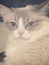 catl0verr69 Altpins Profile Picture