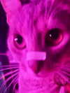 milkiwifey Altpins Profile Picture
