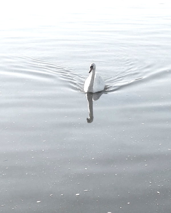 Archived image from @ssarnvd on Instagram