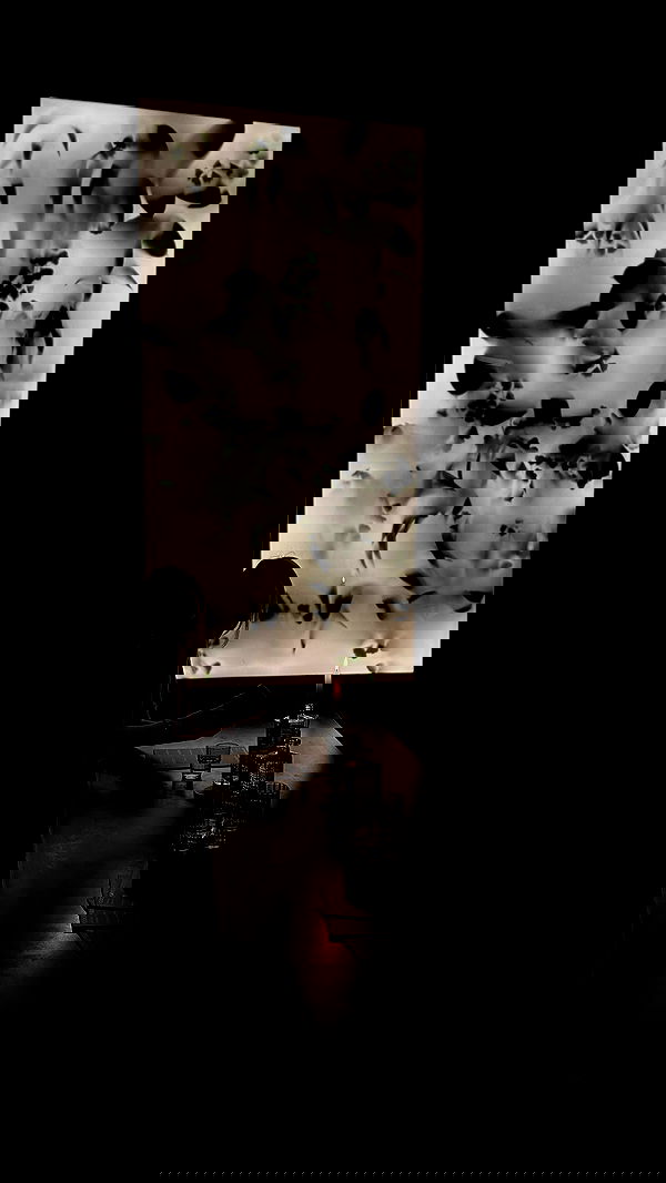 manjolamuriqi manjolamuriqi archive image