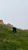 stranstviepera Altpins Profile Picture