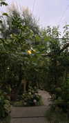 dekota_thompson Altpins Profile Picture