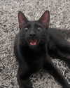 mishel_d_ Altpins Profile Picture
