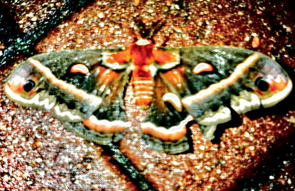 bugz4brainz instagram image archive image
