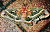bugz4brainz Altpins Profile Picture