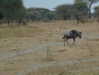 martinagiiuliani Altpins Profile Picture