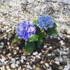 muze Altpins Profile Picture
