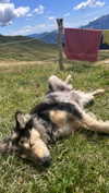 rott3nbambi Altpins Profile Picture